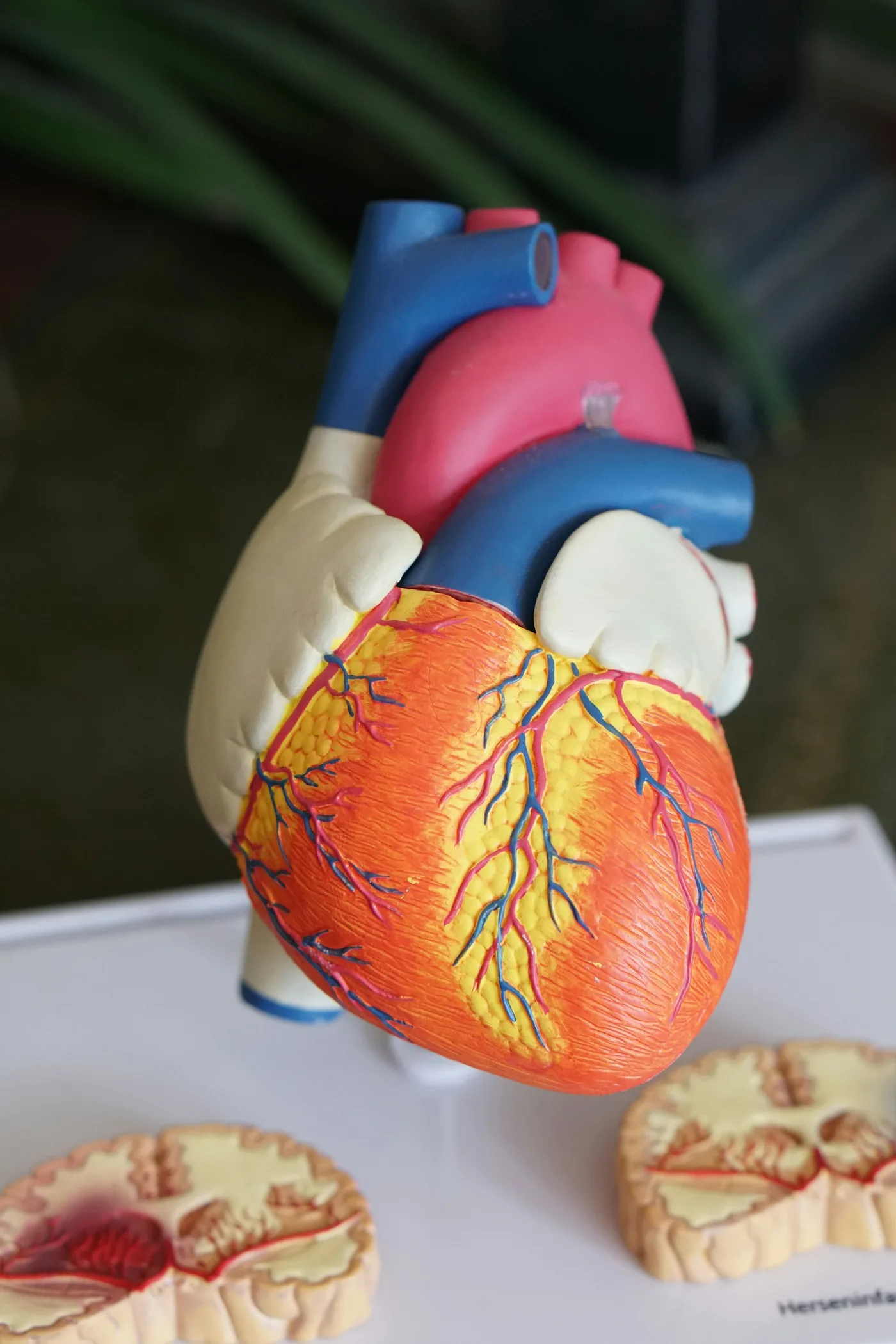 Anatomical brain model in a clinical setting